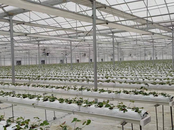 藍莓黑莓溫室大棚加溫系統